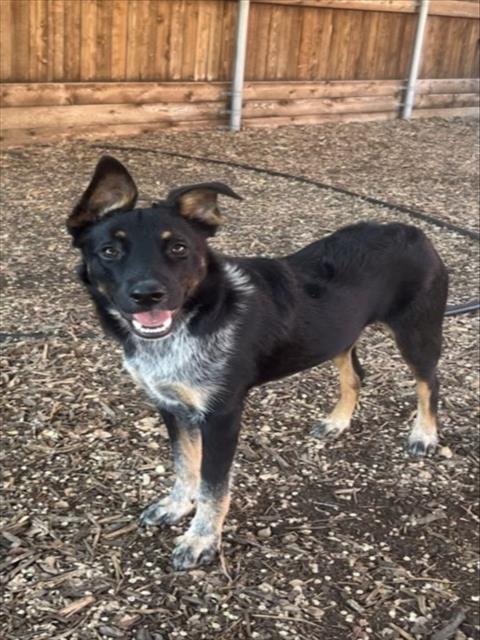 LIZZIE - Border Collie available for adoption