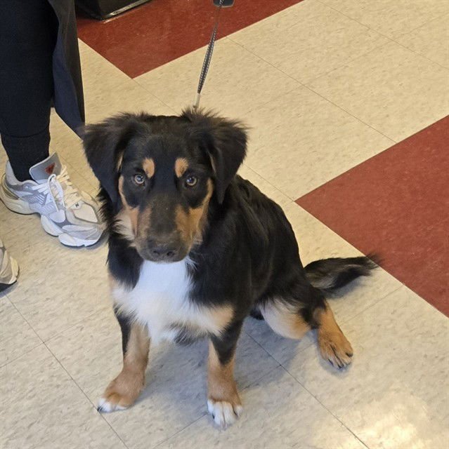 PINTO - Border Collie available for adoption