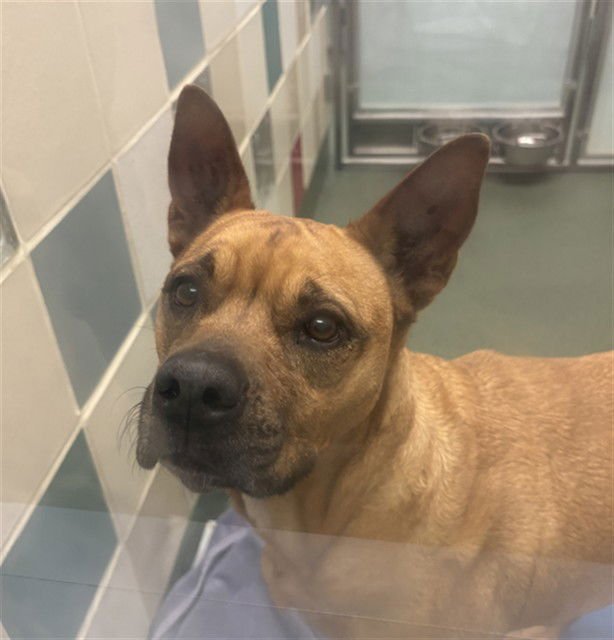 WILLOW - German Shepherd Dog available for adoption