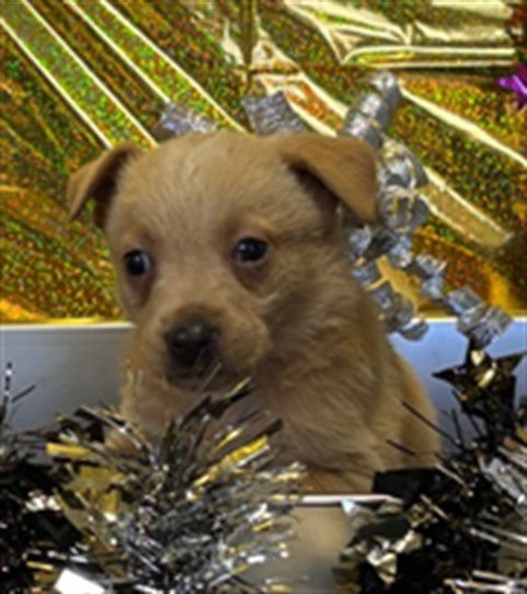 ETHENA - Australian Kelpie / Great Pyrenees available for adoption