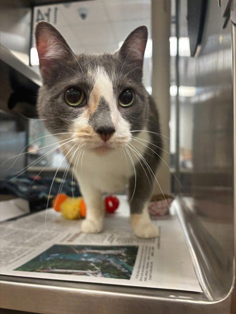 BUTTERS - Domestic Medium Hair for adoption in Denton