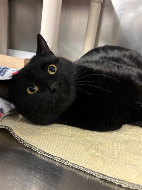 GRAPHITE - Domestic Short Hair available for adoption