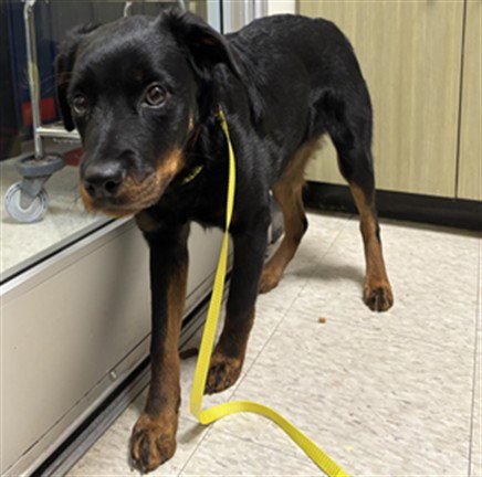 XENA - Rottweiler available for adoption