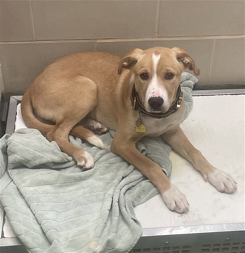 LILLY - Labrador Retriever available for adoption