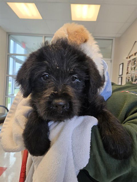 A216359 - Labrador Retriever / Great Pyrenees available for adoption