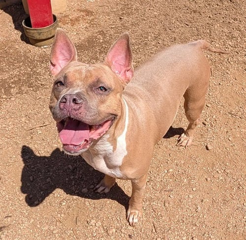LATTO - American Bulldog available for adoption