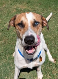 BOOMER - Photo 1