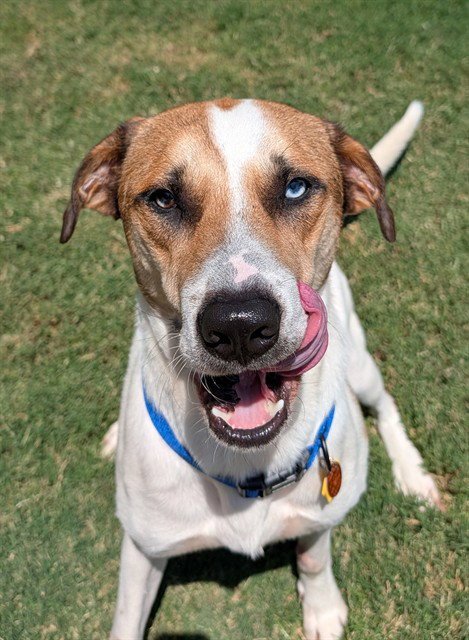 BOOMER - Catahoula Leopard Dog available for adoption