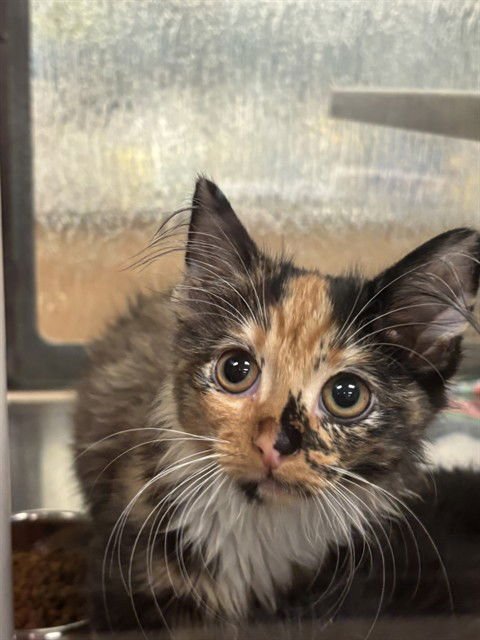 WILLOW - Domestic Medium Hair available for adoption