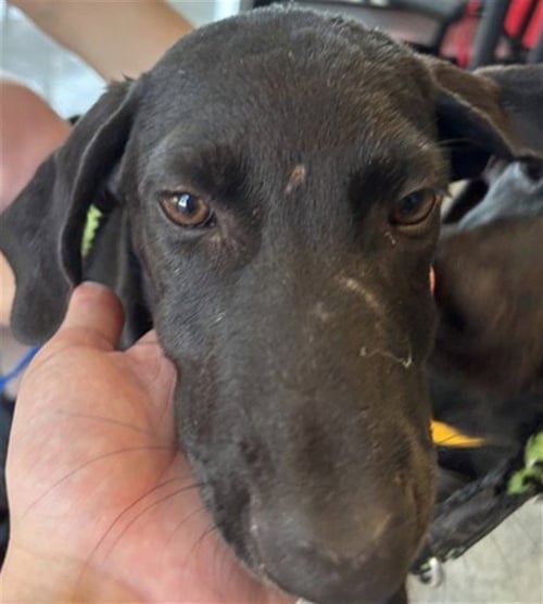 CHAI - Labrador Retriever available for adoption