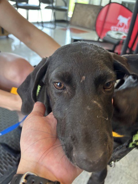 A220034 - Labrador Retriever available for adoption