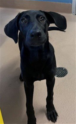 CHAI - Labrador Retriever available for adoption