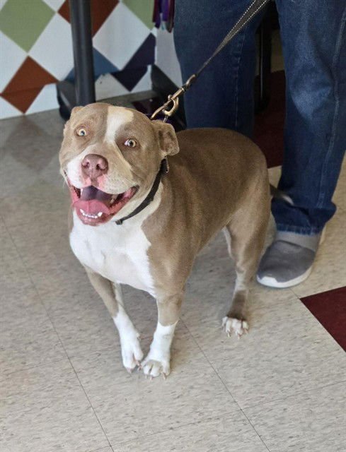 SHAKIRA - Pit Bull Terrier available for adoption