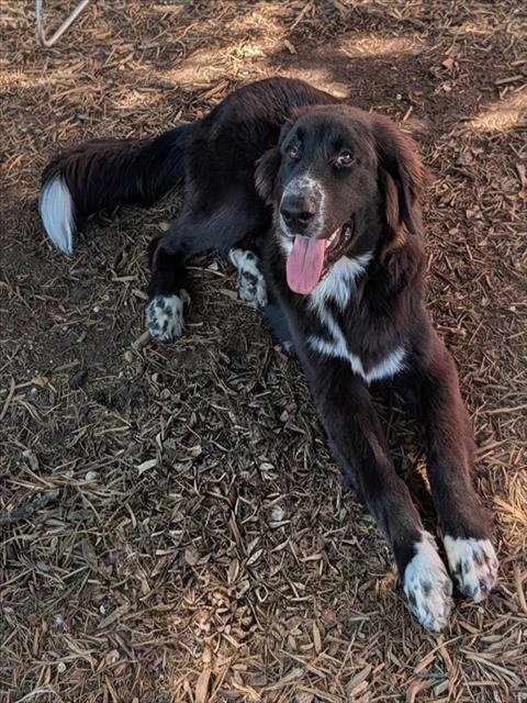 HANZIBOOT - Great Pyrenees available for adoption