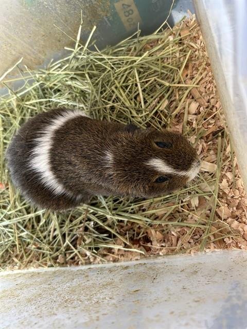 BART - Guinea Pig available for adoption