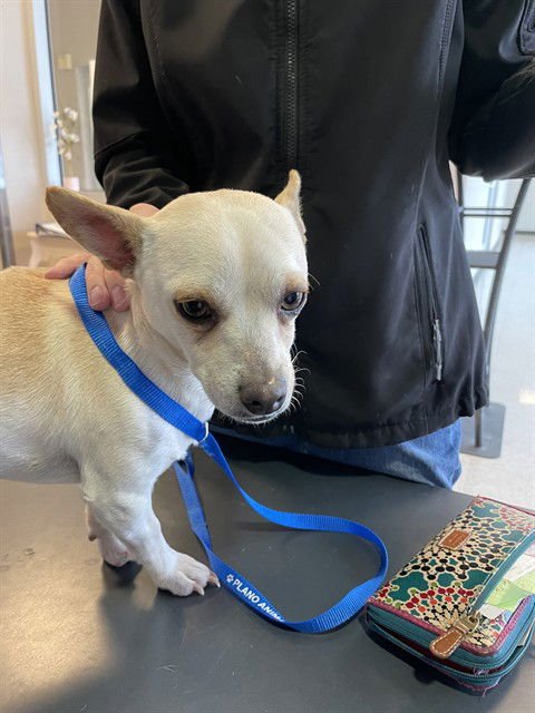 TAQUITO - Chihuahua available for adoption