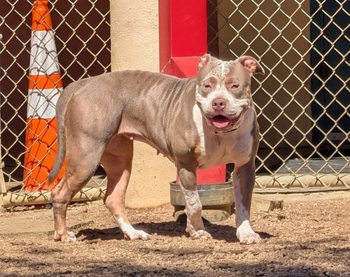 TULIP - Pit Bull Terrier available for adoption