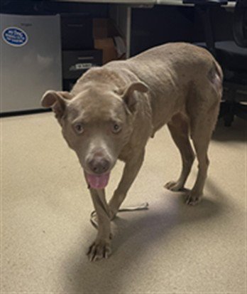MISTY - Labrador Retriever available for adoption