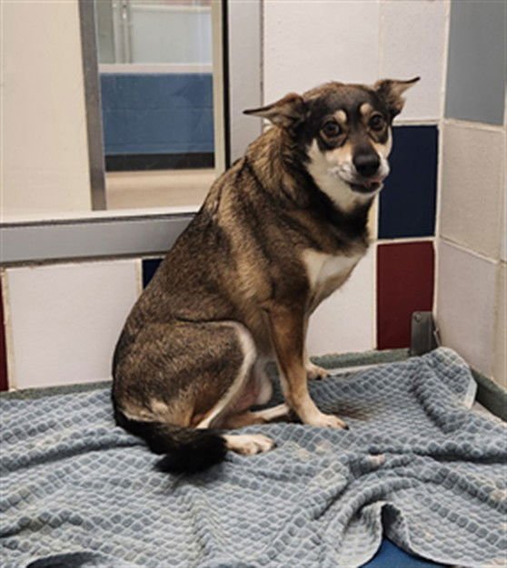 MILES - Australian Kelpie / Manchester Terrier available for adoption