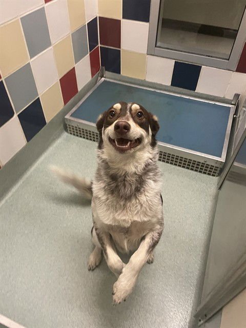 SKITZ - Border Collie available for adoption