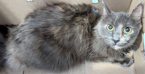 ARIEL - Domestic Medium Hair available for adoption