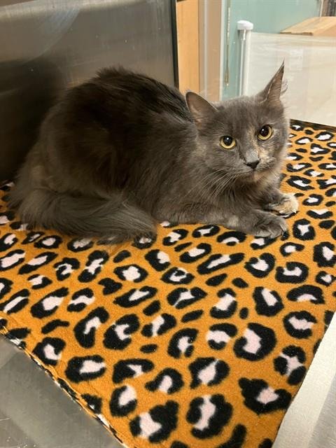 ARIEL - Domestic Medium Hair available for adoption
