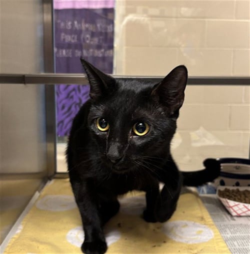 A219060 - Domestic Short Hair for adoption in Denton