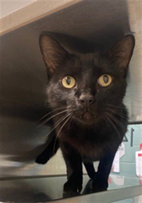 ACHILLES - Domestic Short Hair available for adoption