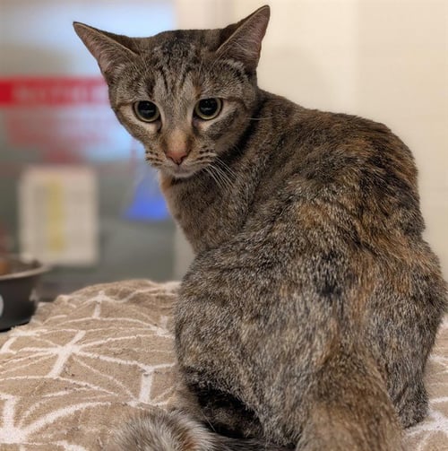 LUCY - Domestic Short Hair for adoption in Lewisville