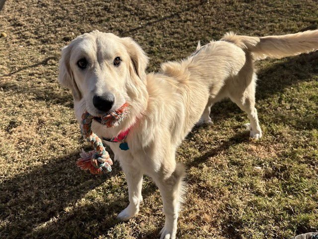 FIONA - Great Pyrenees / Golden Retriever available for adoption