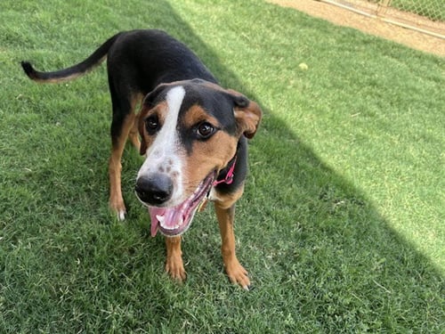 DIXIE - Treeing Walker Coonhound available for adoption