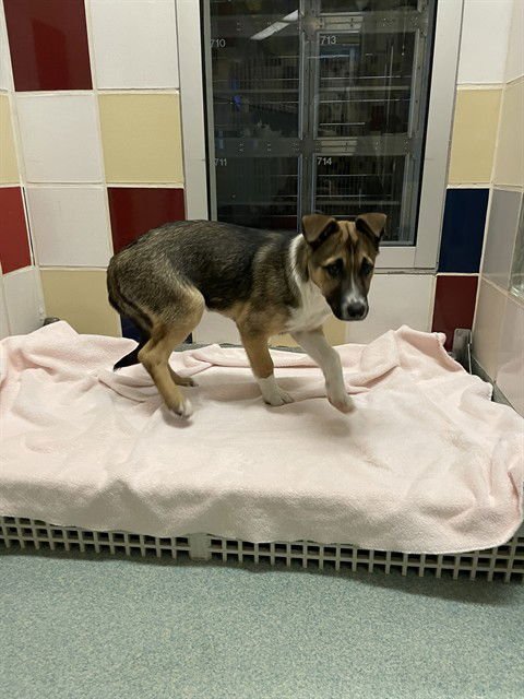 RAVEN - German Shepherd Dog available for adoption