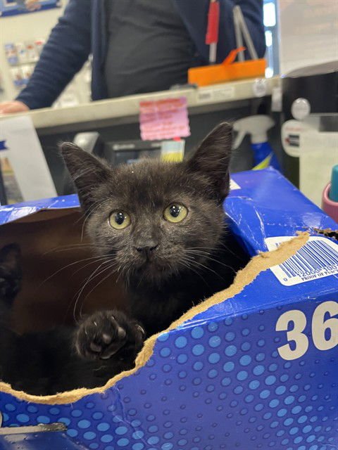 PIPPIN - Domestic Short Hair available for adoption