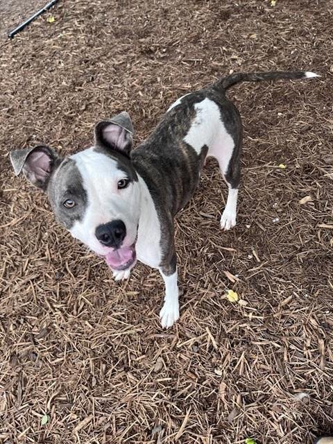 REBA - Pit Bull Terrier available for adoption