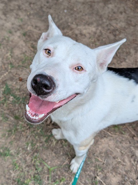 KALISTO - Husky available for adoption