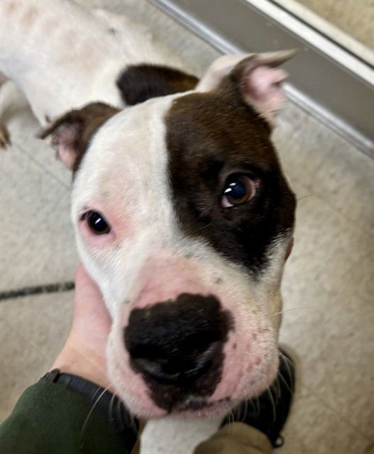 PUPS - Pit Bull Terrier available for adoption