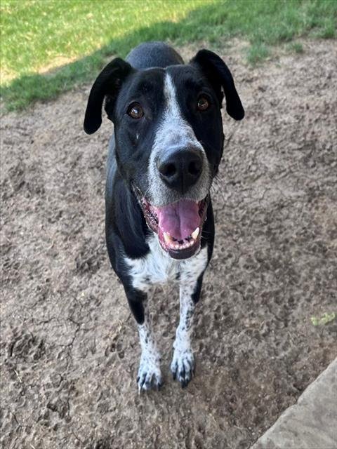 HONEY - Labrador Retriever / Pointer available for adoption