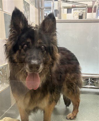RAYA - German Shepherd Dog available for adoption