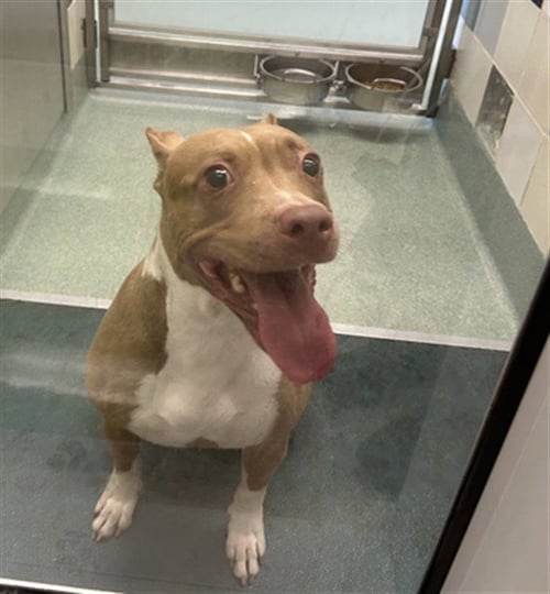 A219193 - Pit Bull Terrier available for adoption