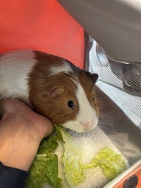 HUMPHREY - Photo 1