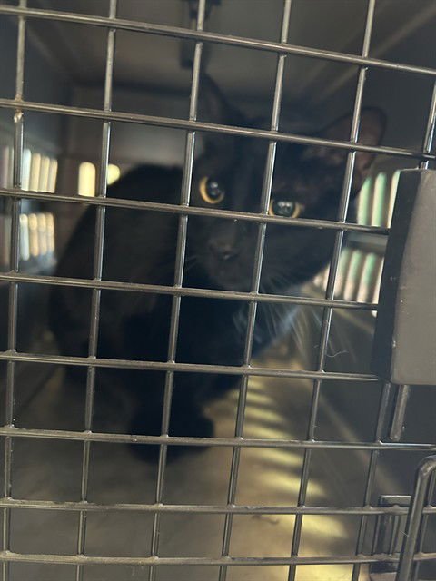 PEPPER - Domestic Short Hair available for adoption