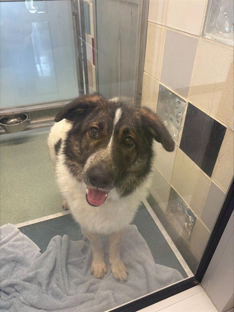 SONIC - Great Pyrenees available for adoption
