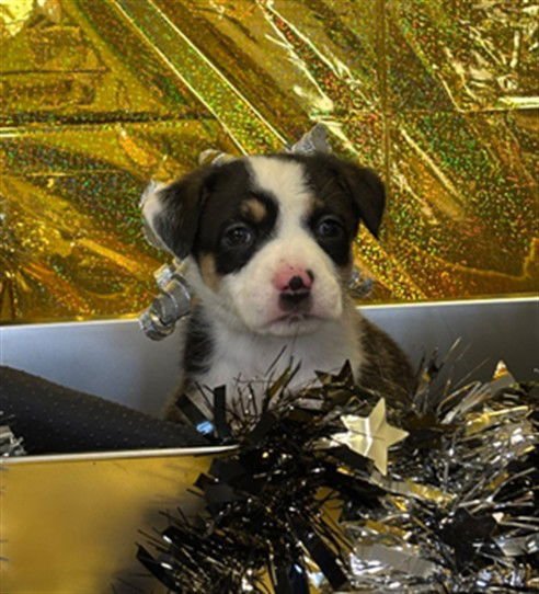 EFFY - Australian Kelpie / Great Pyrenees available for adoption