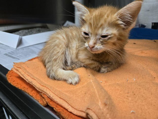 PENNY - Domestic Short Hair available for adoption