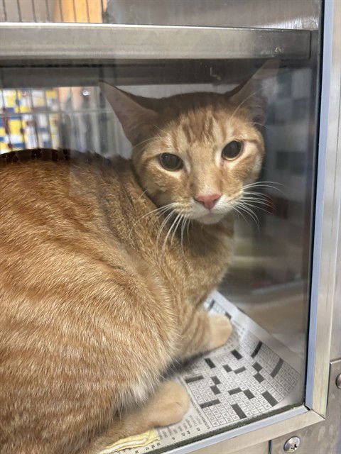 ELLIOT - Domestic Short Hair available for adoption