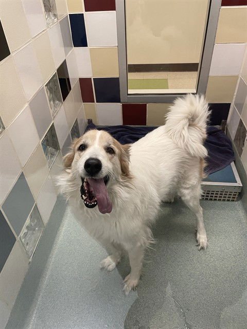 ELEANOR GRACE - Great Pyrenees available for adoption