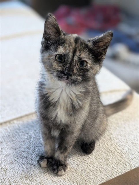 LATTE - Domestic Short Hair available for adoption