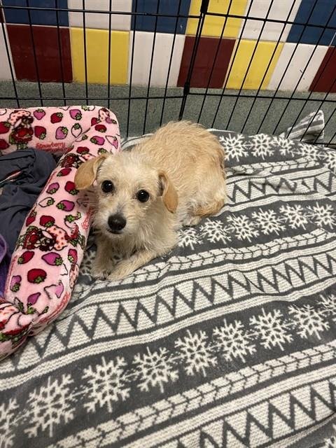 MICKEY - Chihuahua available for adoption