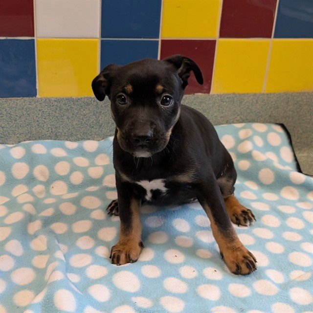 WAFFLES - Australian Kelpie available for adoption