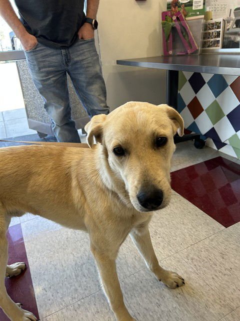 LUCKY - Labrador Retriever available for adoption